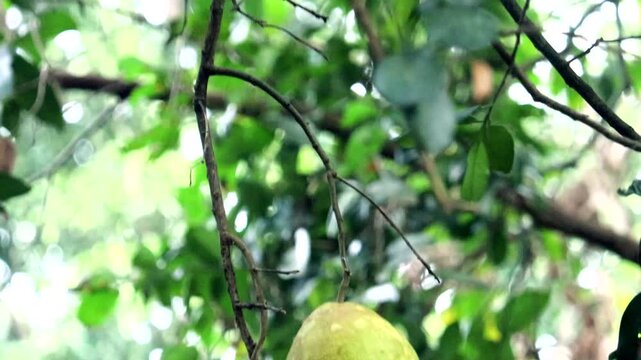pink pomelo fruit On tree