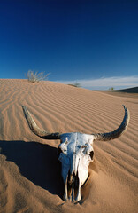 cow skull in desert