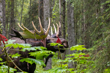 Alaska Yukon Bull Moose in Early Autumn in Alaska