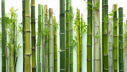 Fototapeta premium Lush bamboo forest growth tranquil garden nature scene serene environment close-up view sustainability concept