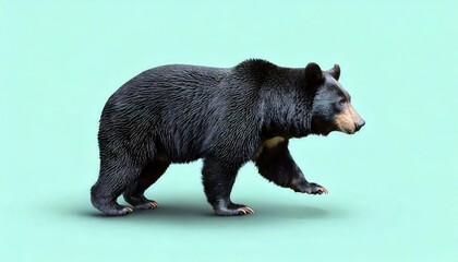 Fototapeta premium Majestic black bear walking gracefully nature scene animal photography vibrant background side view wildlife concept
