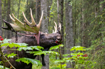 Alaska Yukon Bull Moose in Early Autumn in Alaska