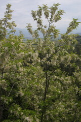 Robinia pseudoacacia - Luberon - Vaucluse - Provence-Alpes-Côte d'Azur - France