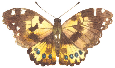 Australian Painted lady Butterfly. Watercolor hand drawing painted illustration.