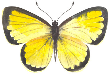 Australian Scalloped Grass Butterfly. Watercolor hand drawing painted illustration.