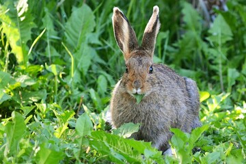rabbit eating in the grass