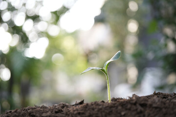 black grains background paper texture