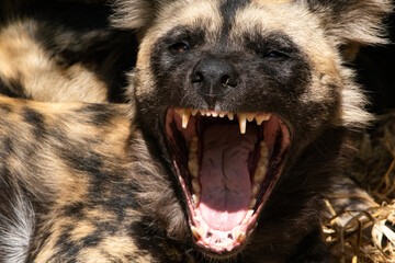 The African Wild Dog (Lycaon pictus), also known as the Painted Dog or Cape Hunting Dog.