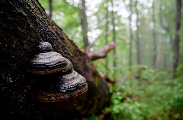 Close-Up of Mushrooms Growing on Fallen Tree in Forest