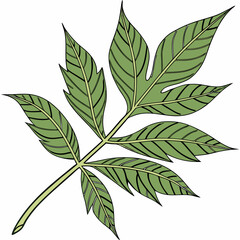 leaf, plant, nature, isolated, leaves, tree, branch, white, herb, spring, foliage, mint, fresh, botany, closeup, flora, summer, pattern, green, macro, vector, abstract, growth, beauty, environment