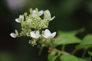 Hydrangea flower