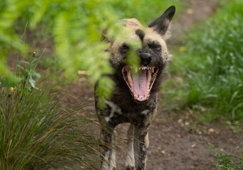 The African Wild Dog (Lycaon pictus), also known as the Painted Dog or Cape Hunting Dog.