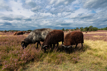 Große Heidschnucken- und Ziegenherde in der Lüneburger Heide bei Niederhaverbeck
