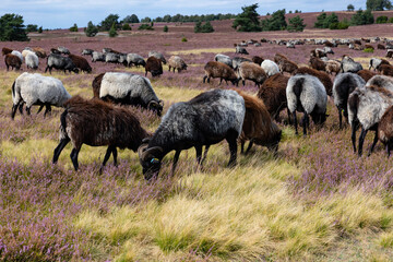 Große Heidschnucken- und Ziegenherde in der Lüneburger Heide bei Niederhaverbeck