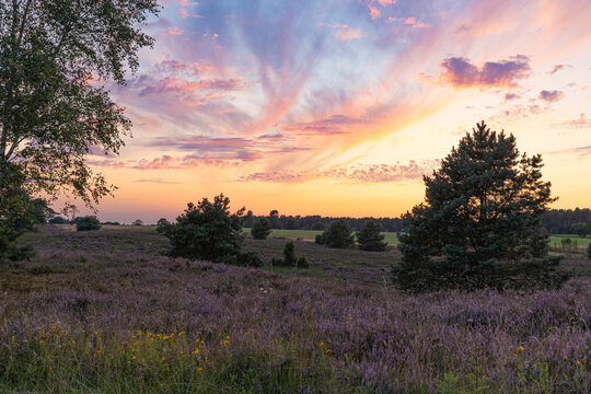 Farbenpr&auml;chtiger Sonnenuntergang in der L&uuml;neburger Heide bei Undeloh