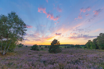 Farbenprächtiger Sonnenuntergang in der Lüneburger Heide bei Undeloh