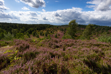 Tolle Aussicht in den Totengrund aus osten unter nahenden Gewitterwolken in der Lüneburger Heide