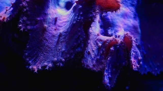 Sinularia dura solitary coral, polyp move tentacle to catch plankton, animal pet species absorb dissolved organic matter in reef marine aquarium ecosystem, beginner friendly pet in LED actinic light