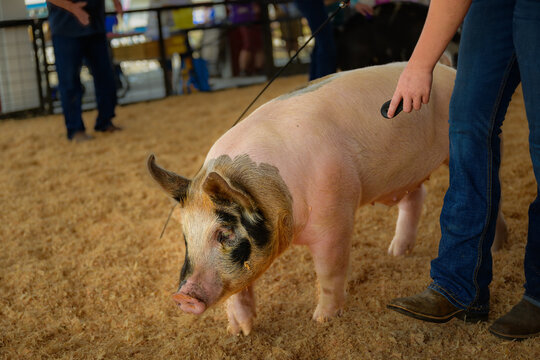 2024-08-02 A LARGE BLACK AND PINK PIG IN A SHOW ARENA IN STANWOOD WASHINGTON