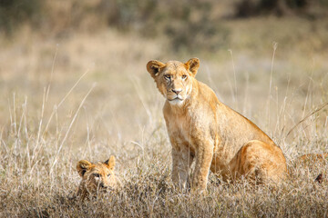 A lioness mother and her cub in the early morning hours on the lookout for their prey, Lake Nakuru Nationalpark, Kenya