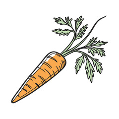 A simple illustration of a carrot, with only one in the center of the image, is a symbol of art. Dynamic on a clean white background.