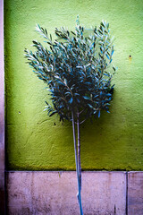 small tree on a typical Ligurian house background
