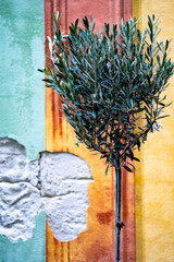 small tree on a typical Ligurian house background