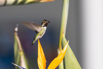 Hummingbird