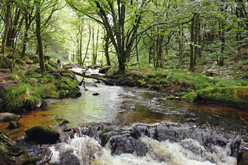 Golitha Falls, on the River Fowey, weaving its way through the ancient oak woodland of Draynes Wood, Liskeard, Cornwall, UK
