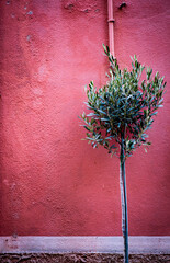 small tree on a typical Ligurian house background