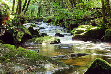 Golitha Falls, on the River Fowey, weaving its way through the ancient oak woodland of Draynes Wood, Liskeard, Cornwall, UK