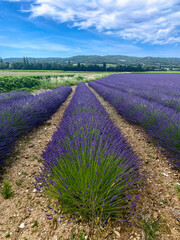 Lawendowe pole we Francji