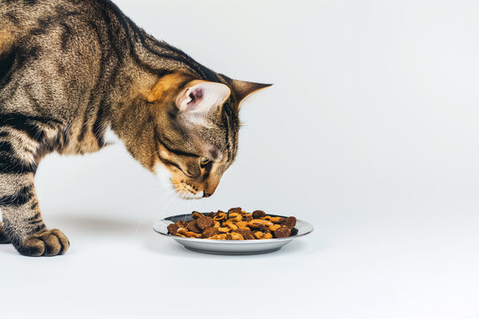 Hungry cat eating food from a bowl with whiskers visible on the side - Powered by Adobe