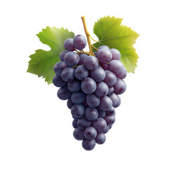 Fototapeta premium Luscious Dark Grapes