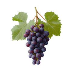 Obraz premium Juicy Dark Purple Grapes