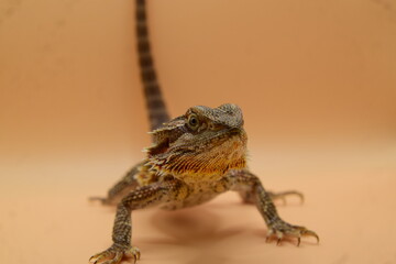 portrait of a lizard