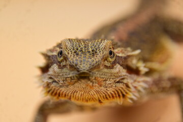 close up of a bearded dragon