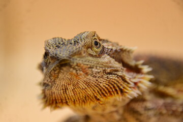 bearded dragon close-up