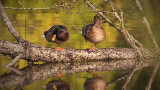 plan fixe avec zoom avant sur un couple de canards, au automne, juch&eacute;s sur un arbre immerg&eacute;, en train de faire chacun leur toilettent, film&eacute; avec aspect r&eacute;tro