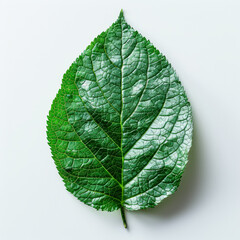 Obraz premium Leaf is shown on a white background