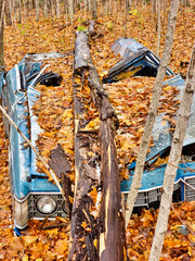 An old blue car in the woods, crushed under a fallen tree and covered in fallen autumn leaves