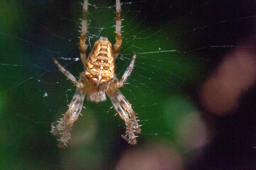 araignée épeire diadème sur sa toile avec un fond de verdure