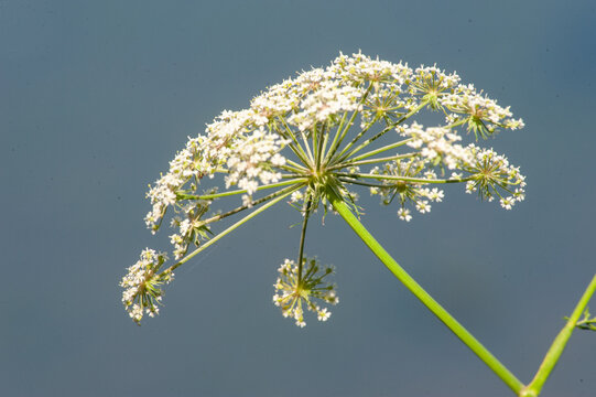 cerfeuil sauvage en fleur 