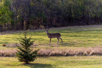 A White-tailed Doe Deer In An Urban Field In Mid November In Wisconsin