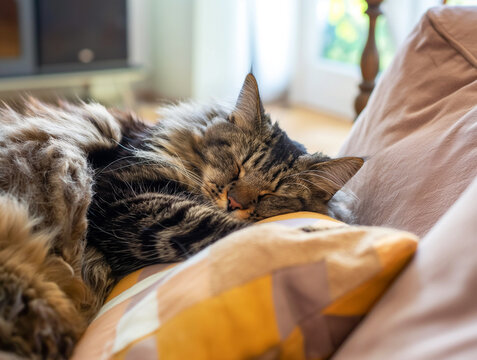 Cozy tabby cat sleeping on a cushion, relaxed and comfortable indoors, resting peacefully