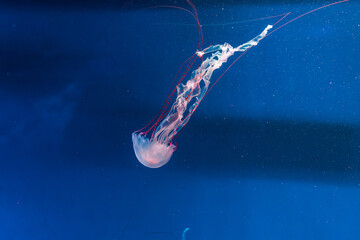 underwater photography jellyfish Purple striped jelly. Chrysaora colorata