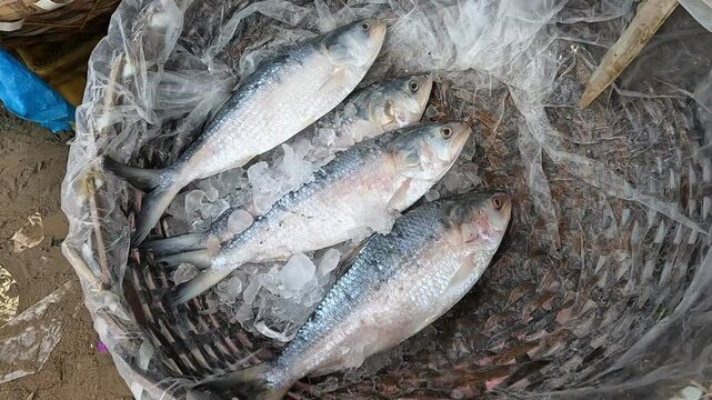 Close up shot of four piece of Padma ilish fish being sold in market