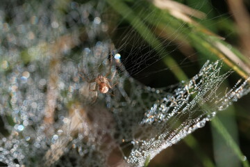 Spider on a web basks in the sun's rays.