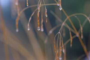Dew drops hang on spikelets on a blurred background.
