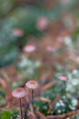 Two fragile mushrooms and lichens in a meadow.